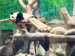 -灵玲国际马戏城