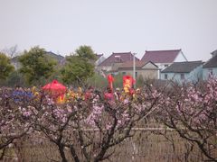 -南汇桃花村