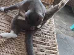 -咊记茅草棚柴火鸡(乌当店)