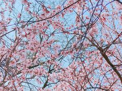 -桃花堤公园