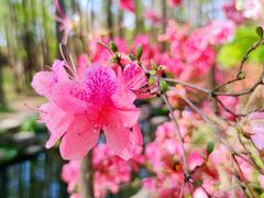 -上海共青森林公园