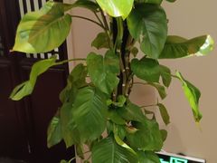 -福照楼汽锅鸡·云南菜(护国路店)