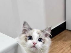 -猫十亿·布偶金渐层·曼基康矮脚猫舍(青年路店)