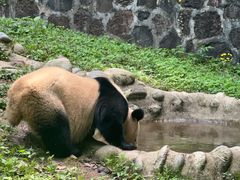 -都江堰中华大熊猫苑