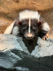 -Zoolung Zoolung动物主题公园(海信广场店)