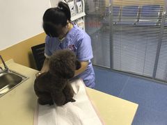 -美联众合动物医院(·中兽医·疑难杂症·严家桥分院)