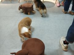 -汪说·狗咖(旺城大厦店)
