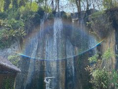 -西双版纳原始森林公园