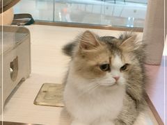 -momokira米努特·德文卷毛猫·棉花面纱犬