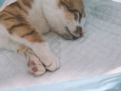 -灵美宠物诊所