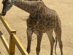 -西霞口神雕山野生动物世界