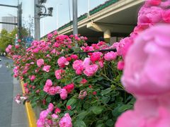 -新虹桥中心花园