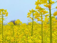 -西京湾花海