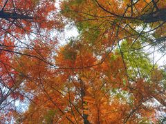 -白鹭湾湿地公园