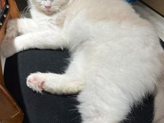 -more than meow吴止猫主题餐厅(承德 中船汇店)