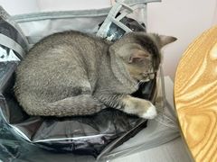 -猫咪派对(江南西店)