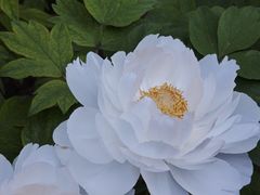-洛阳市隋唐城遗址植物园