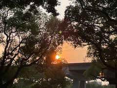 -上海共青森林公园