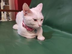 -猫色咖啡·猫咖