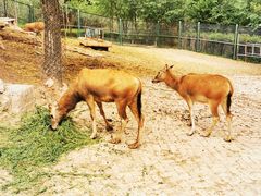 -青藏高原野生动物园