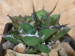 -Rabbit Cafe私房西餐甜点咖啡(栖霞路店)