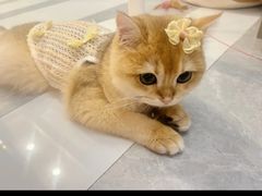 -lincat·猫舍(广州店)