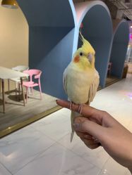-Moni星球萌宠·小马宝莉·灵蛇·高端高阶全萌宠互动体验俱乐部(红豆国际广场店)
