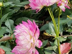 -上海共青森林公园