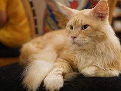 -more than meow吴止猫主题餐厅(承德 中船汇店)