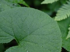 -青峰峡国家森林公园