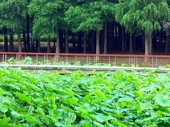 -同里国家湿地公园