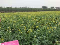 -天适樱花悠乐园