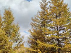 -苏木山森林公园