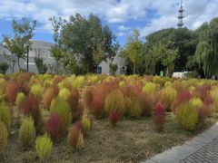 -野鸭湖国家湿地公园