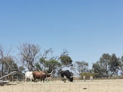 -威勒比开放式动物园