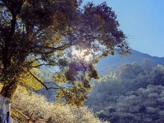 -广州市流溪河国家森林公园