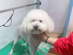 -小叮当动物医院·骨科·眼科