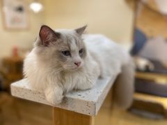 -滚猫咖啡·猫咖·猫友好撸猫(未来城店)