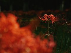 -南京奥林匹克体育中心-体育馆