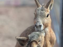 -西霞口神雕山野生动物世界