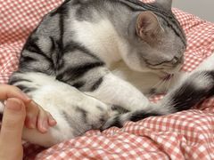 -猫力发电所·宠物专门店