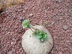 -南通洲际绿博园