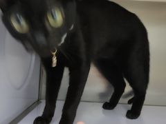 -瑞派康怡24h宠物医院·犬猫医疗中心·微创绝育(瑞景分院)