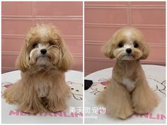 -FAELING PETS美天灵宠物(合生汇店)