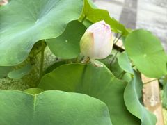 -陈家山荷花公园