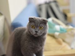 -鼓捣猫呢主题猫咖店