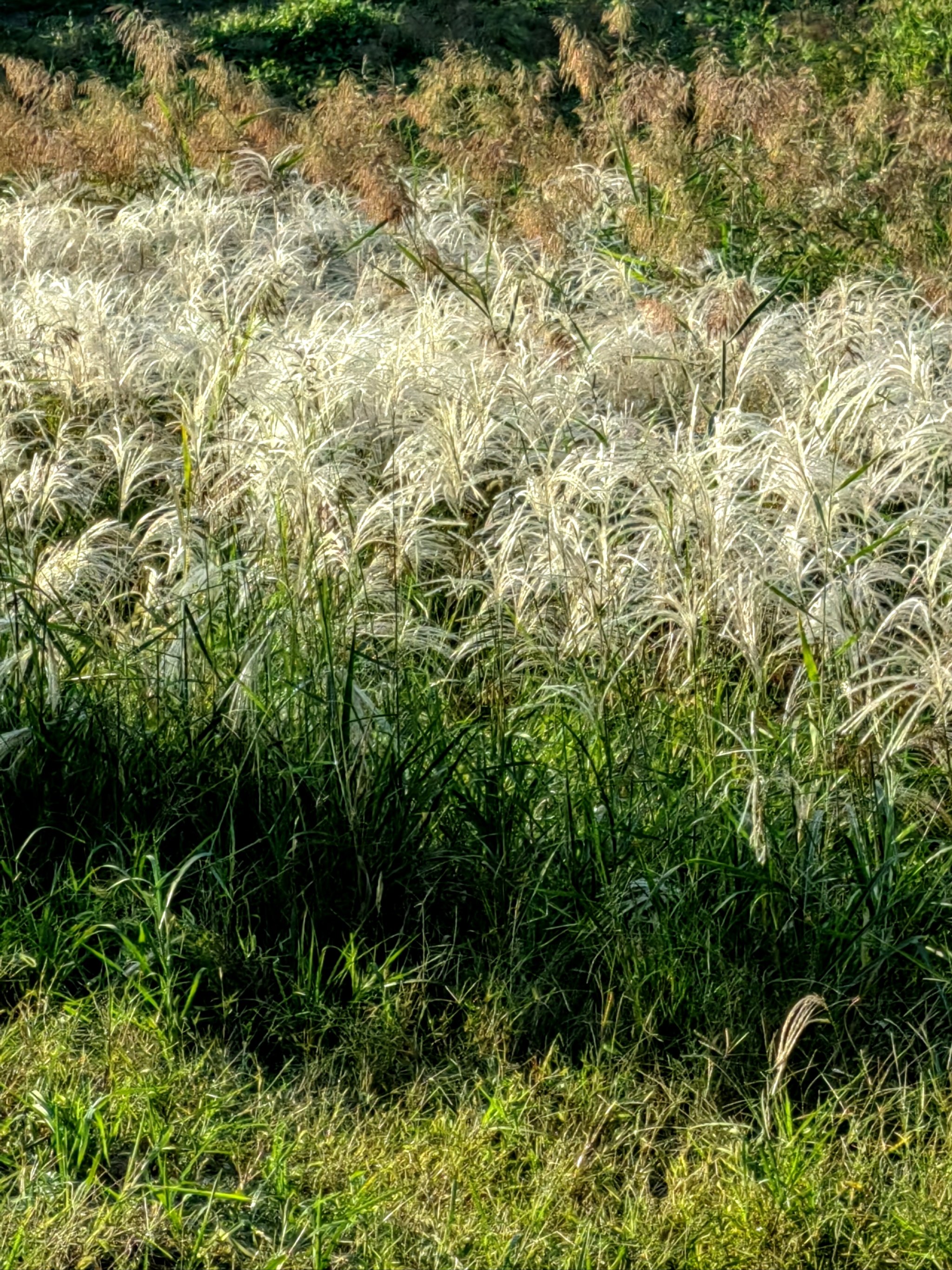 芦荻 芦花图片