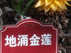 -独树成林