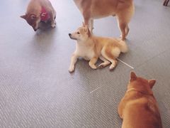 -柴源莊·柴小宠柴犬咖啡