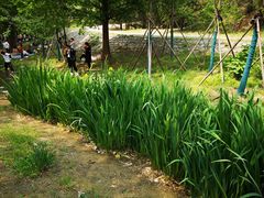 -白水寺森林公园